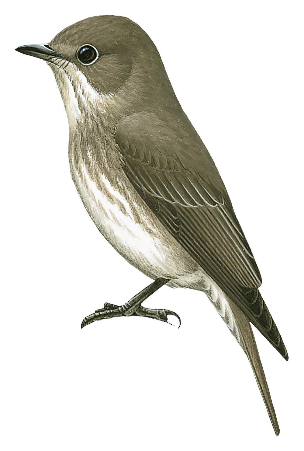 Dark-sided Flycatcher / Muscicapa sibirica