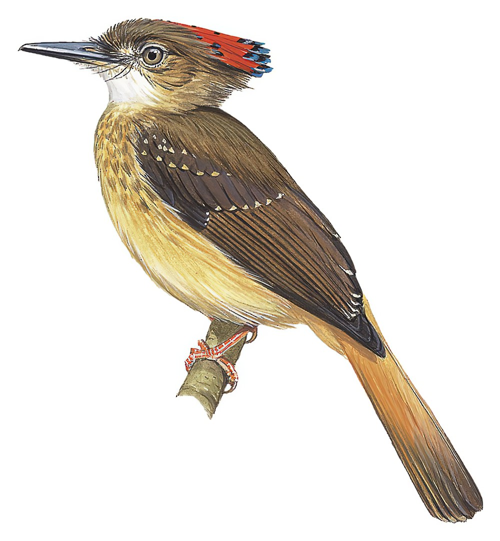 Royal Flycatcher / Onychorhynchus coronatus