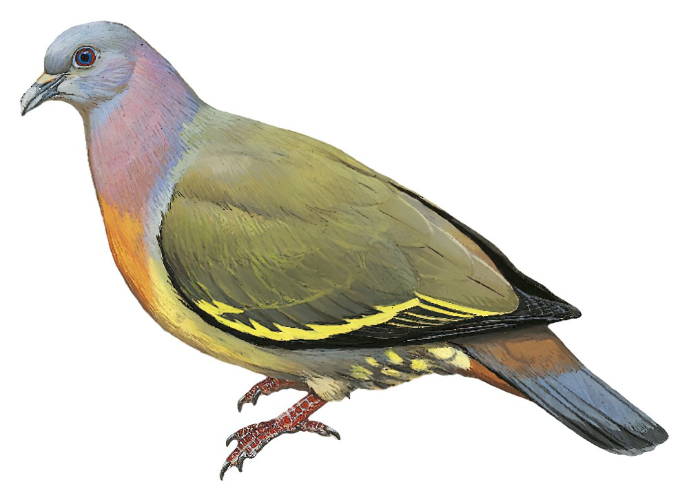 Pink-necked Green-Pigeon / Treron vernans