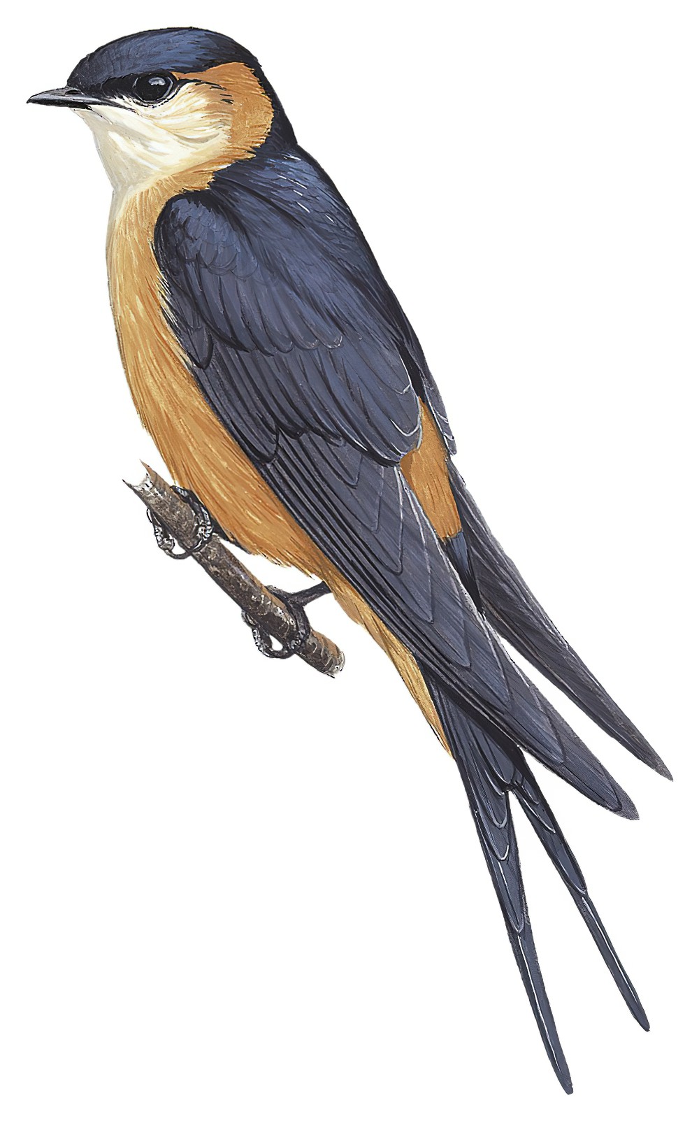 Mosque Swallow / Cecropis senegalensis