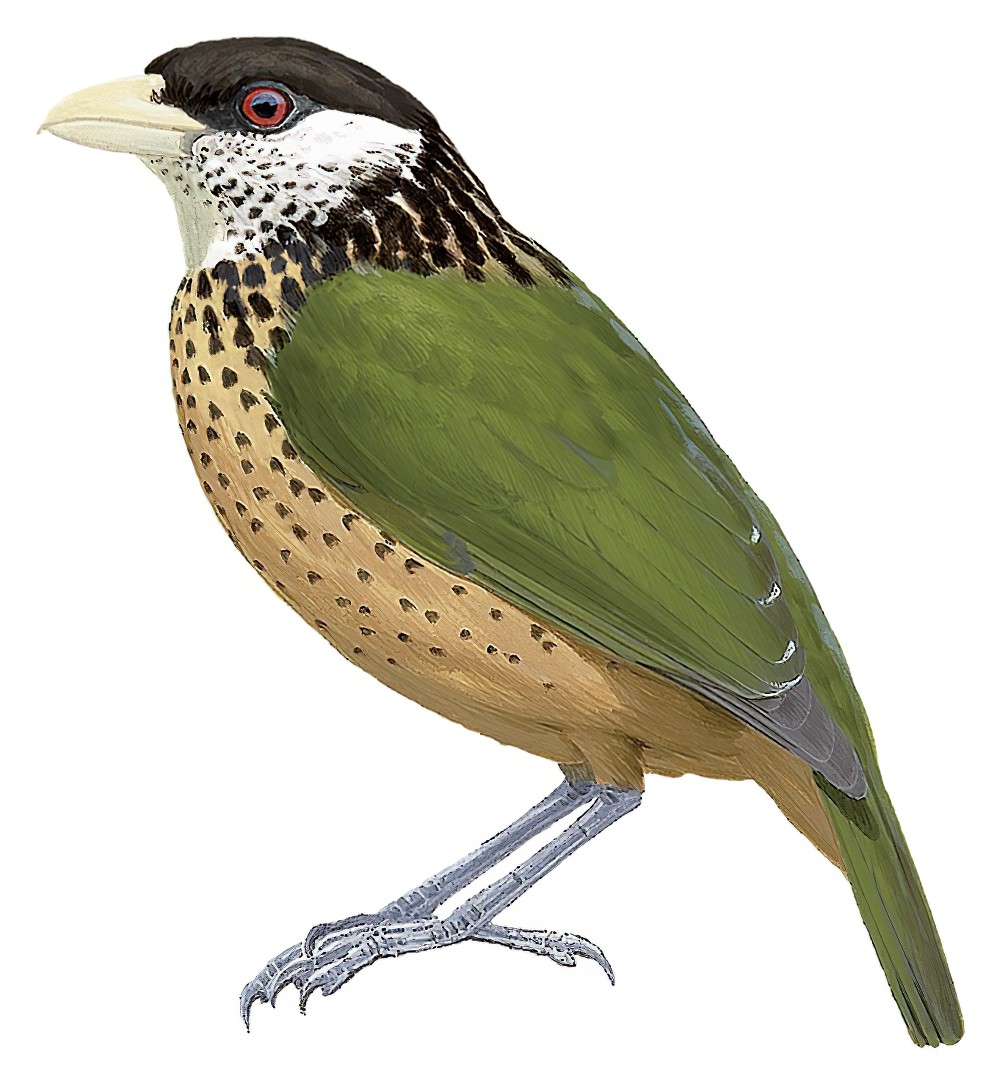 Ochre-breasted Catbird / Ailuroedus stonii