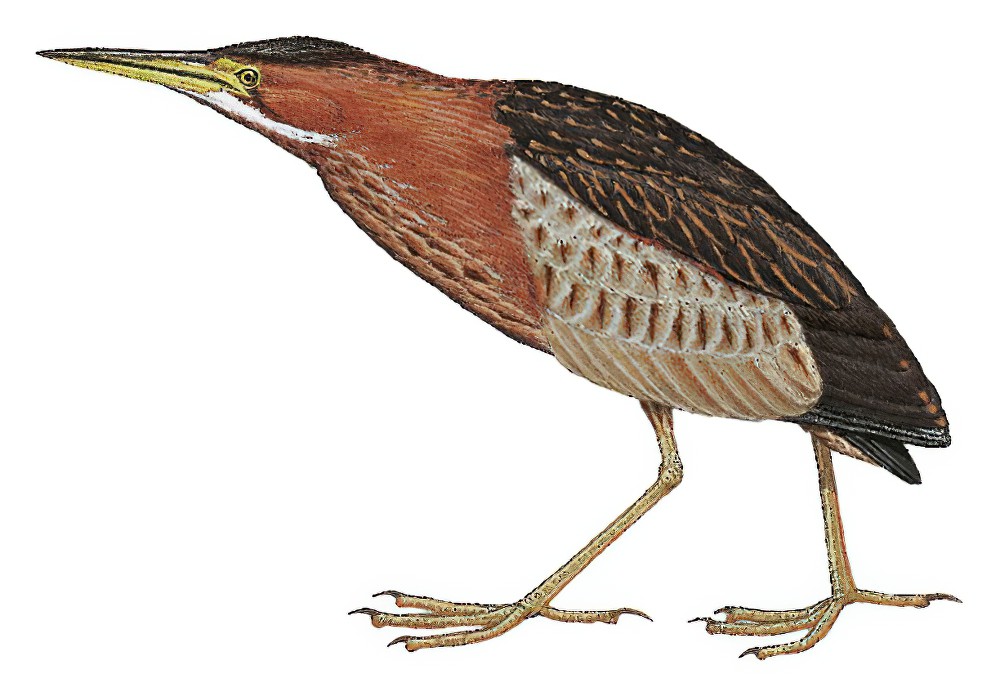 New Zealand Bittern / Ixobrychus novaezelandiae