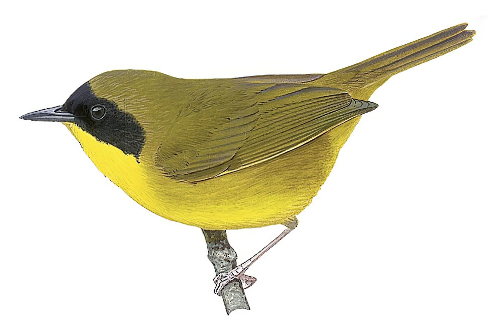 Olive-crowned Yellowthroat / Geothlypis semiflava