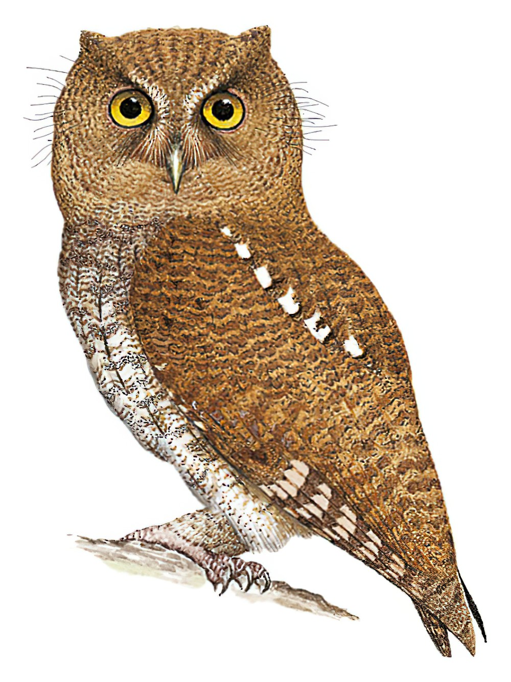 Foothill Screech-Owl / Megascops roraimae