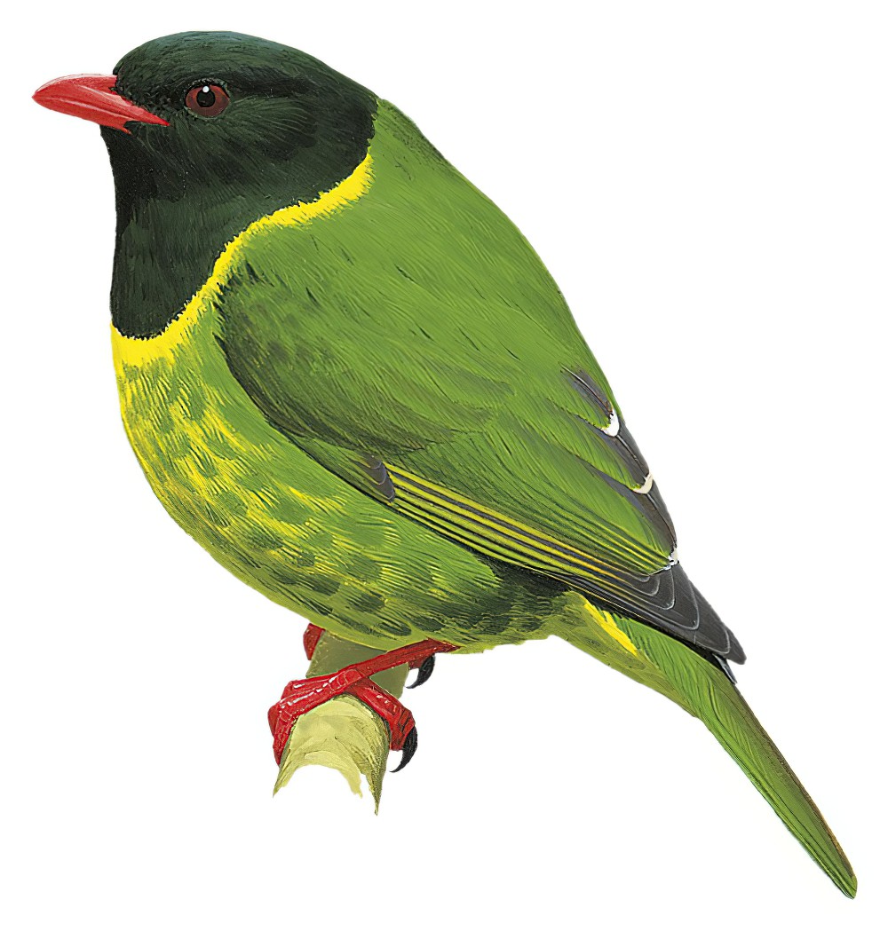 Green-and-black Fruiteater / Pipreola riefferii