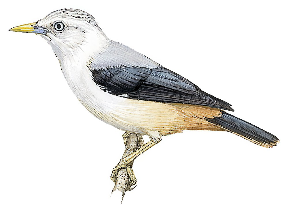 White-headed Starling / Sturnia erythropygia