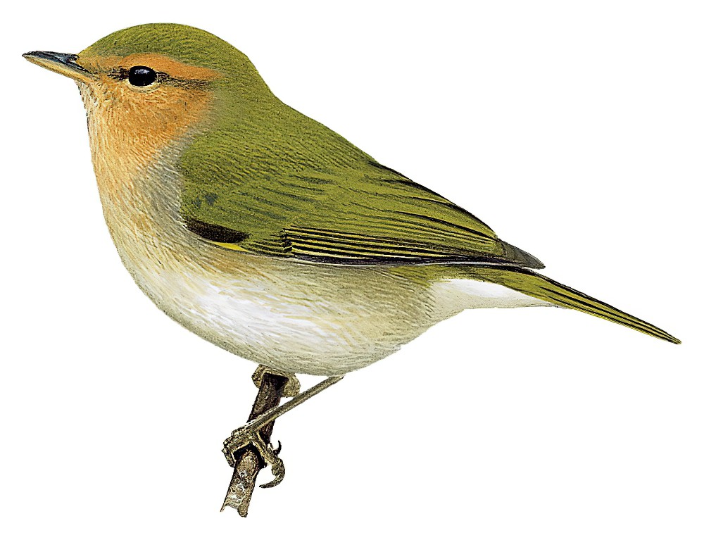 Red-faced Woodland-Warbler / Phylloscopus laetus