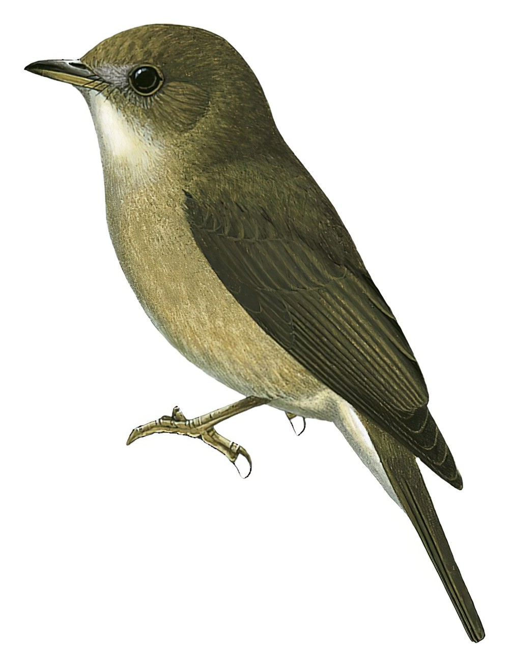 Olivaceous Flycatcher / Fraseria olivascens