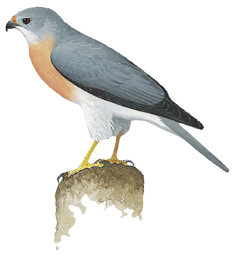 Chinese Sparrowhawk / Accipiter soloensis