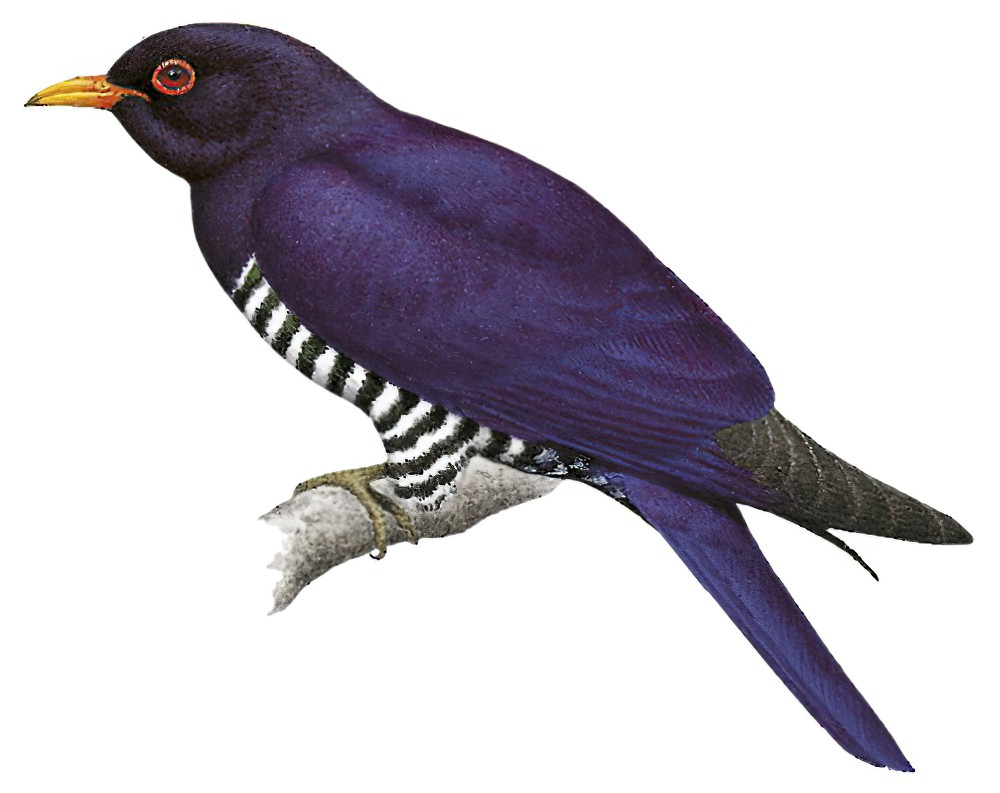 Violet Cuckoo / Chrysococcyx xanthorhynchus