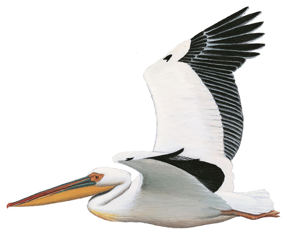 Great White Pelican / Pelecanus onocrotalus