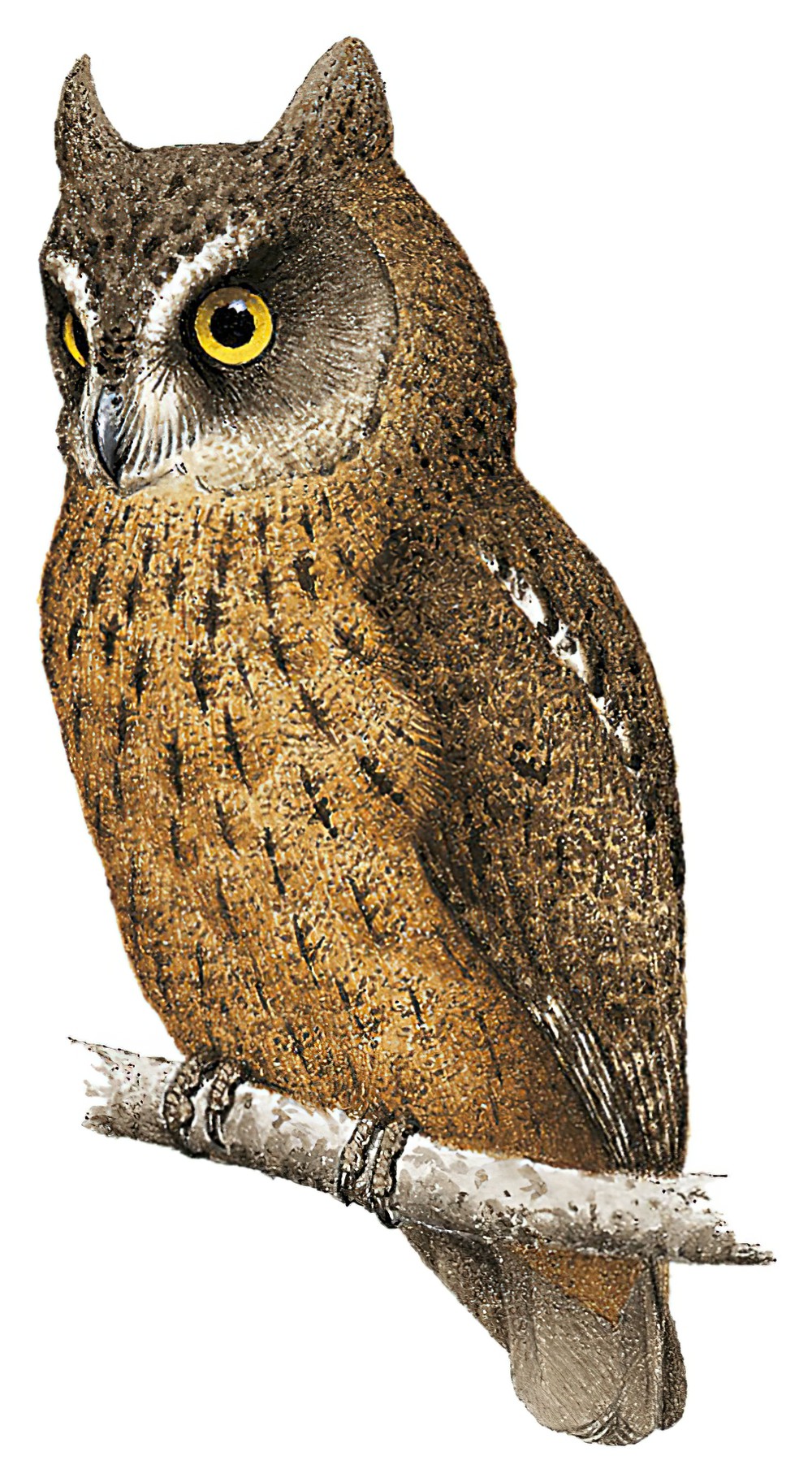 Mayotte Scops-Owl / Otus mayottensis