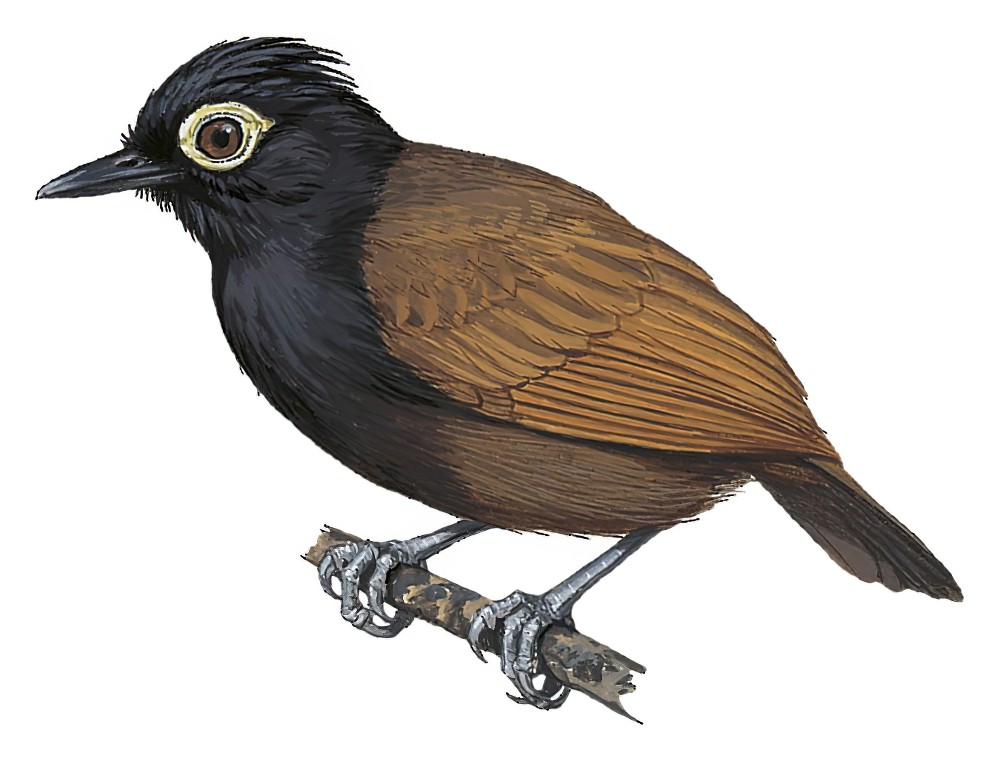 Bare-eyed Antbird / Rhegmatorhina gymnops