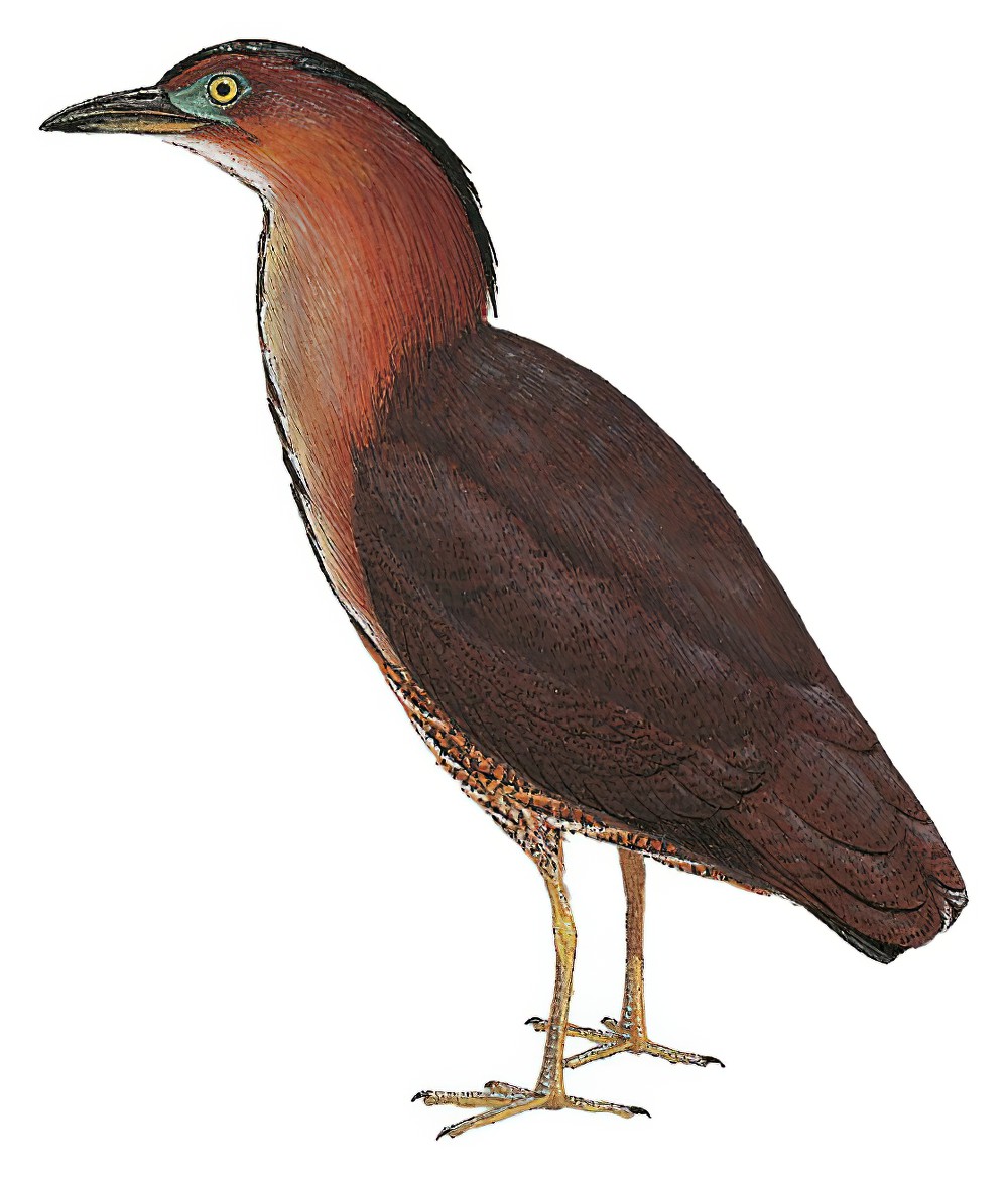 Malayan Night-Heron / Gorsachius melanolophus