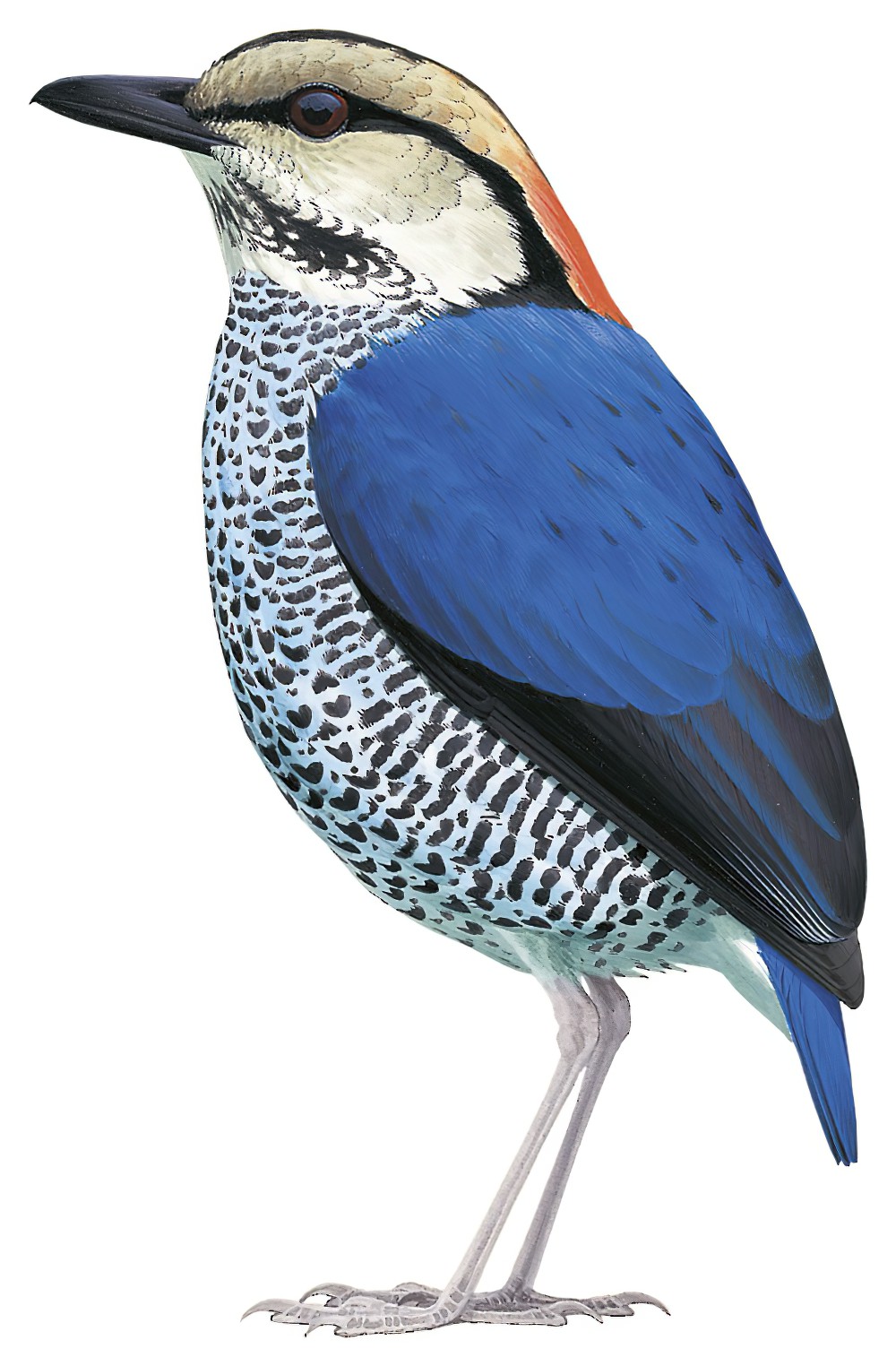 Blue Pitta / Hydrornis cyaneus