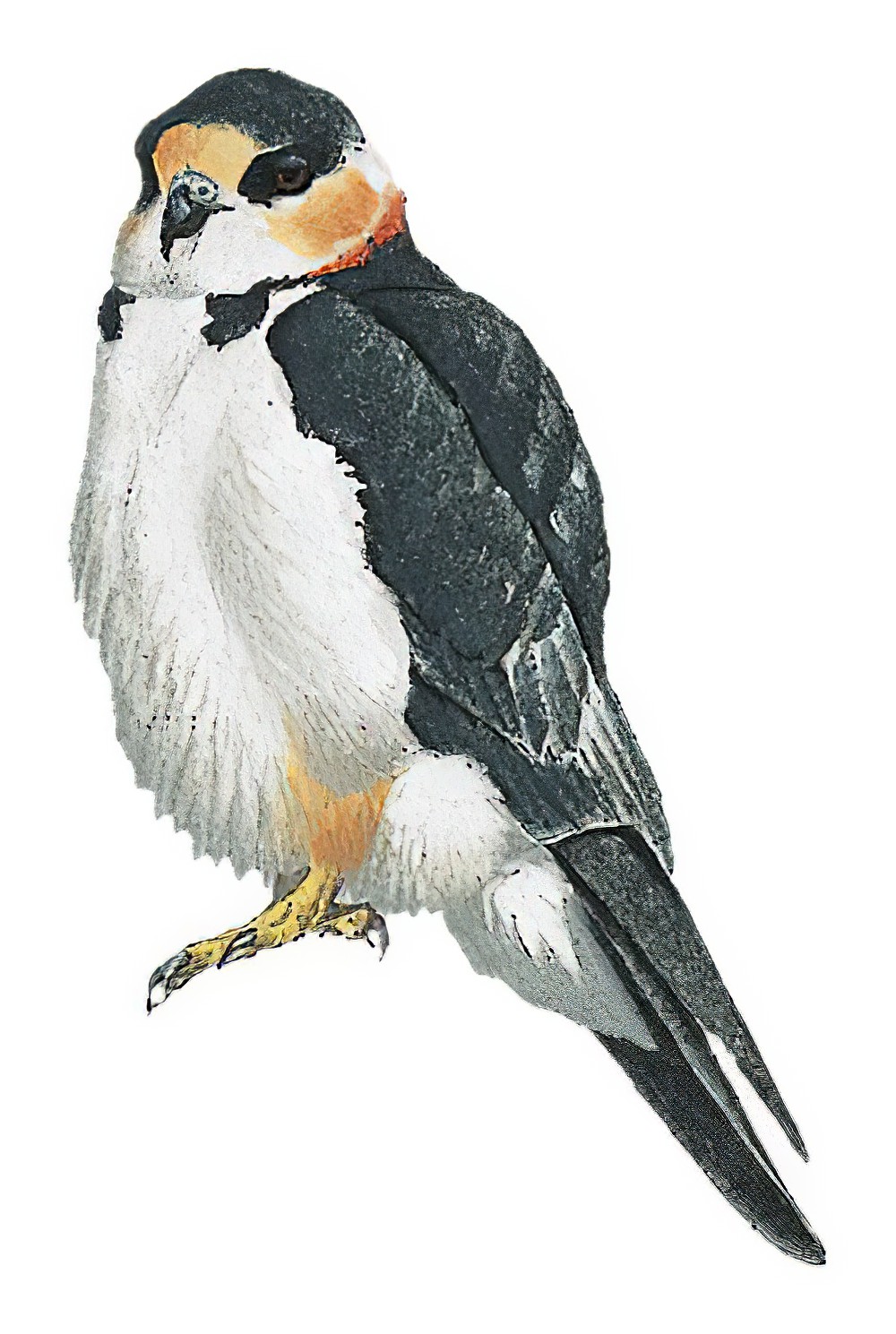Pearl Kite / Gampsonyx swainsonii