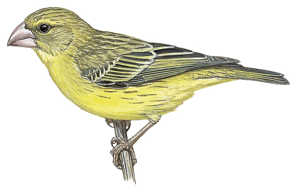 Southern Grosbeak-Canary / Crithagra buchanani