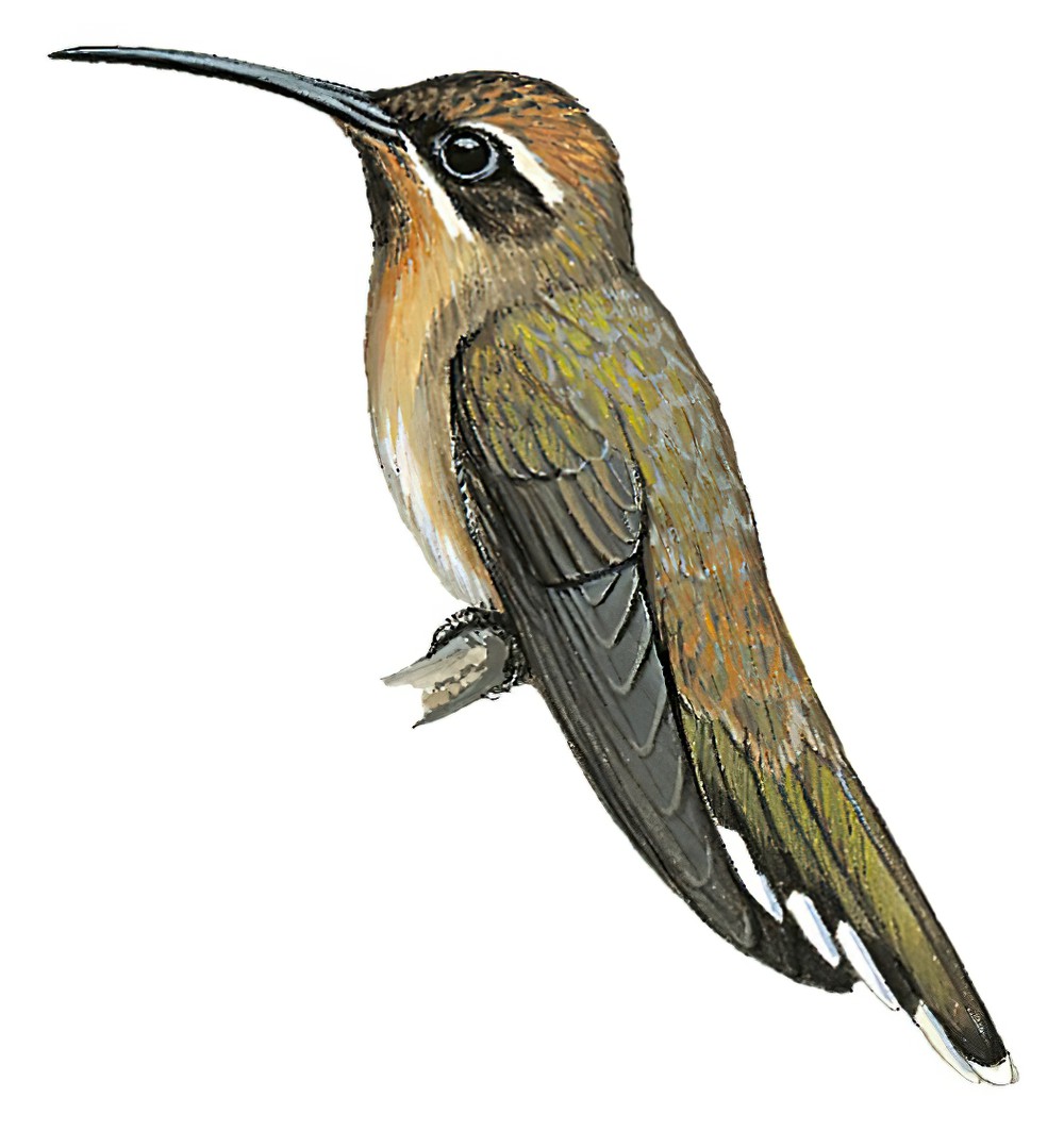 Broad-tipped Hermit / Anopetia gounellei
