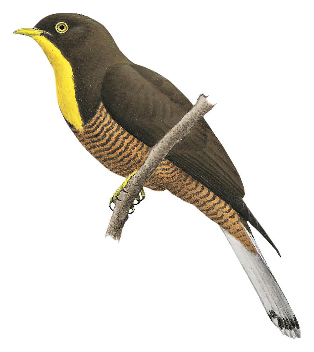 Yellow-throated Cuckoo / Chrysococcyx flavigularis
