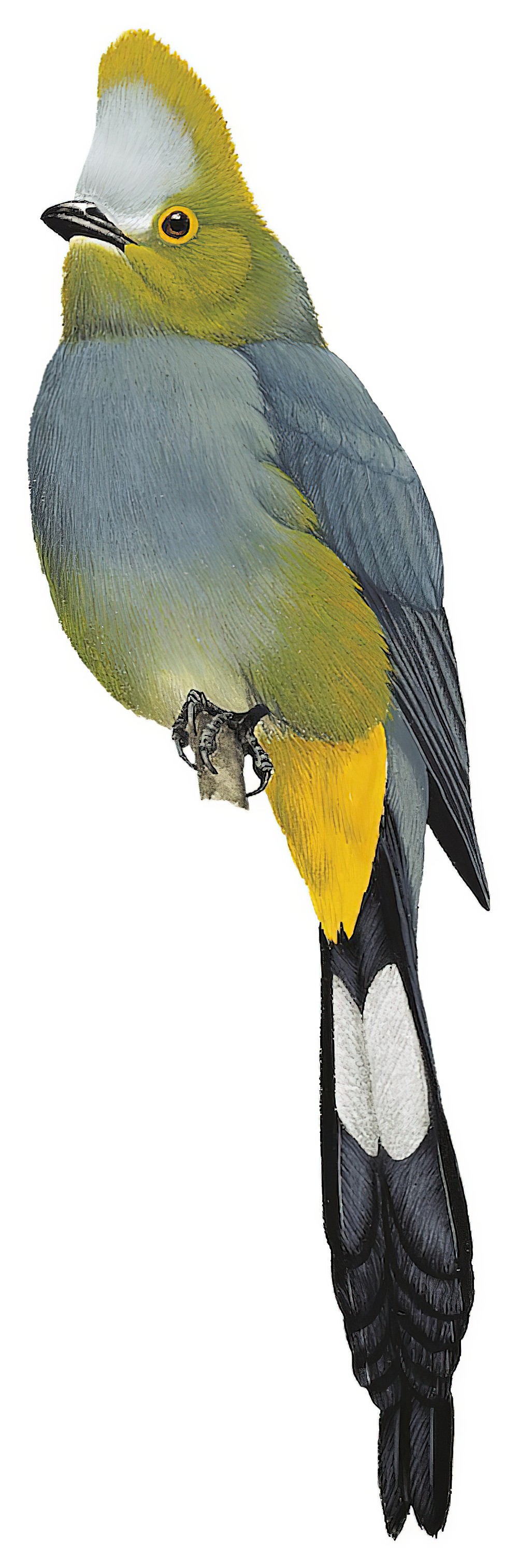 Long-tailed Silky-flycatcher / Ptiliogonys caudatus