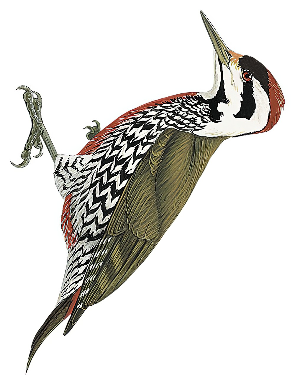 Fire-bellied Woodpecker / Chloropicus pyrrhogaster