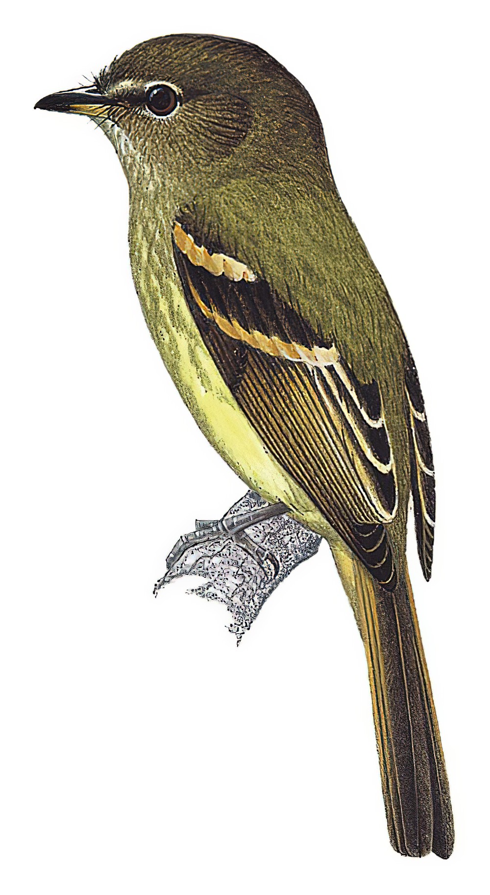 Dusky-tailed Flatbill / Ramphotrigon fuscicauda