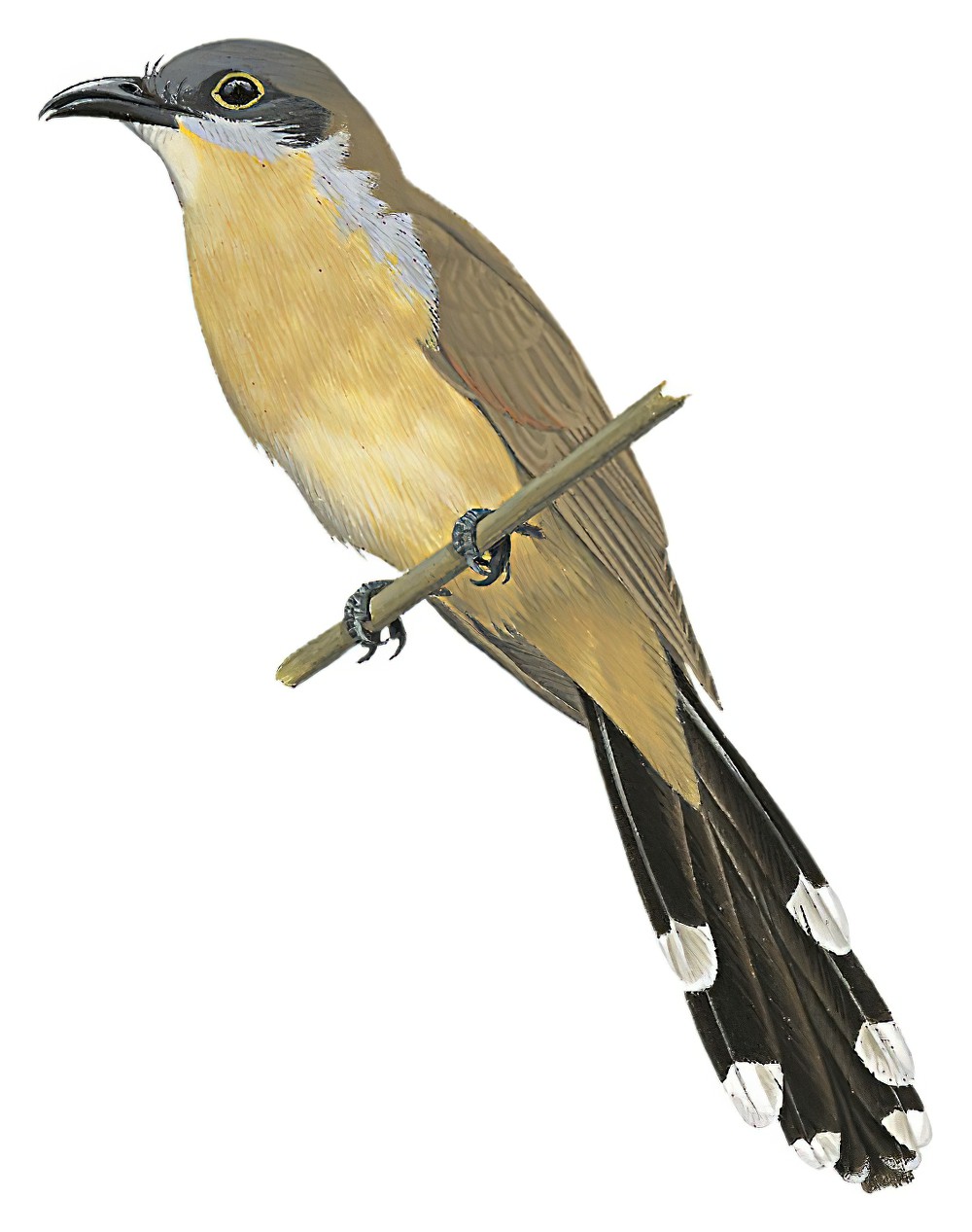 Dark-billed Cuckoo / Coccyzus melacoryphus