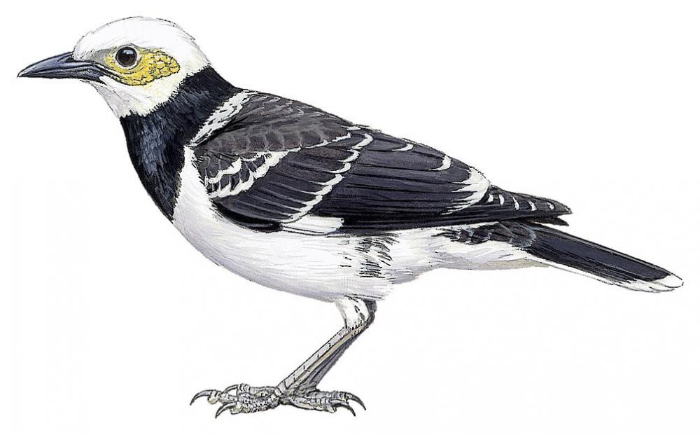 Black-collared Starling / Gracupica nigricollis