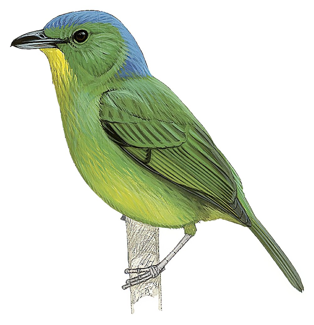 Green Shrike-Vireo / Vireolanius pulchellus