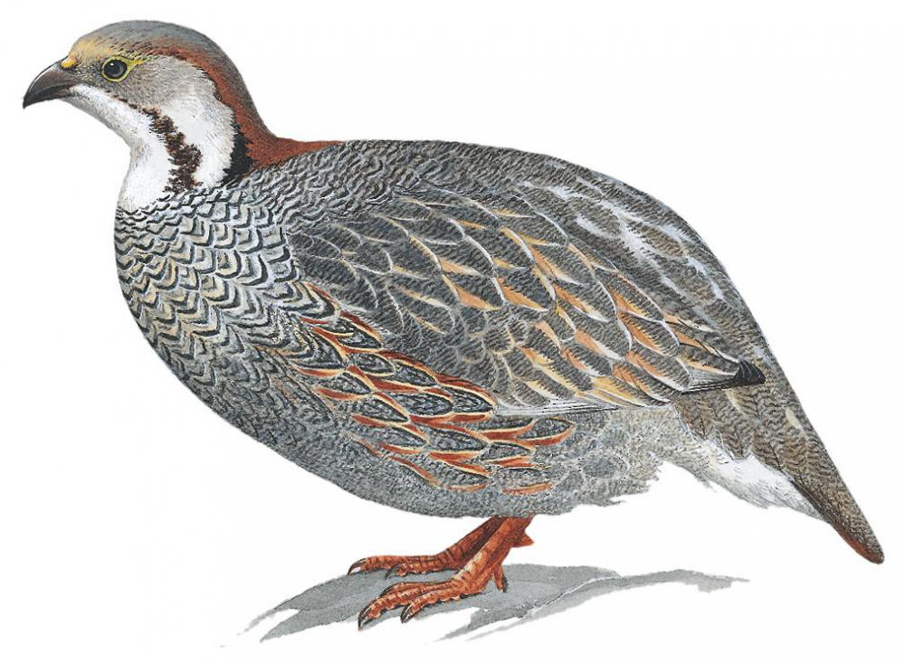 Caucasian Snowcock / Tetraogallus caucasicus