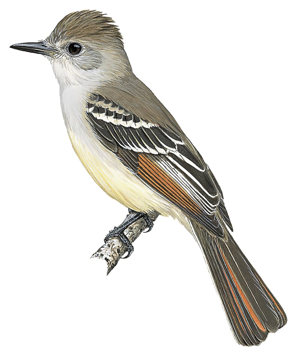 Ash-throated Flycatcher / Myiarchus cinerascens