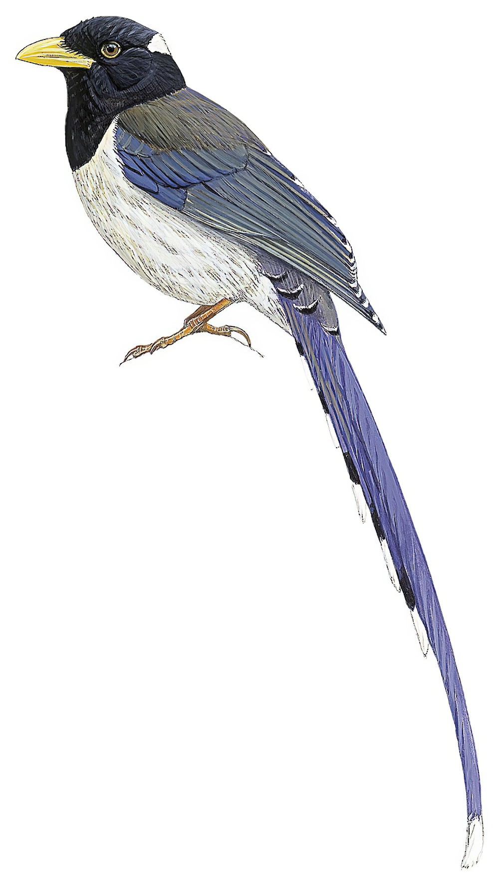 Yellow-billed Blue-Magpie / Urocissa flavirostris