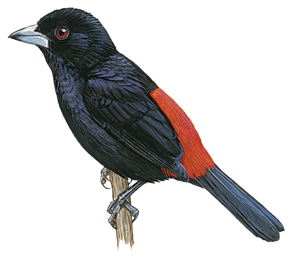 Scarlet-rumped Tanager / Ramphocelus passerinii