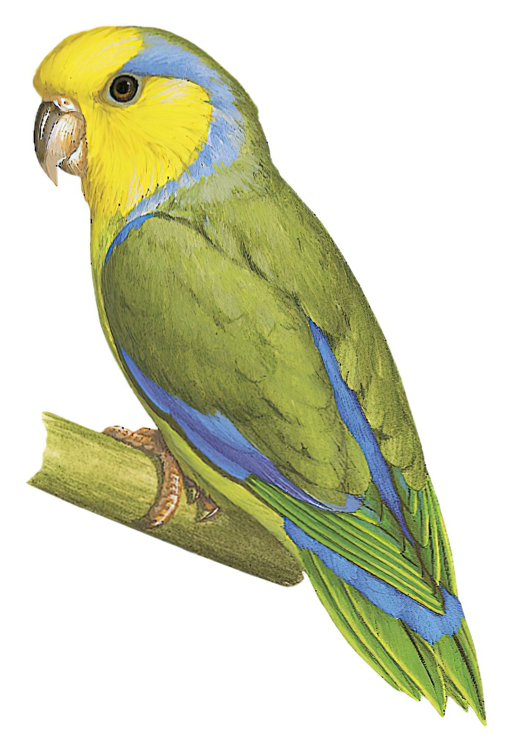 Yellow-faced Parrotlet / Forpus xanthops