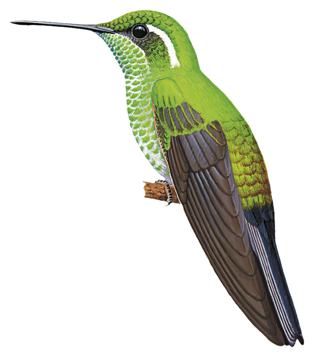 Green-breasted Mountain-gem / Lampornis sybillae