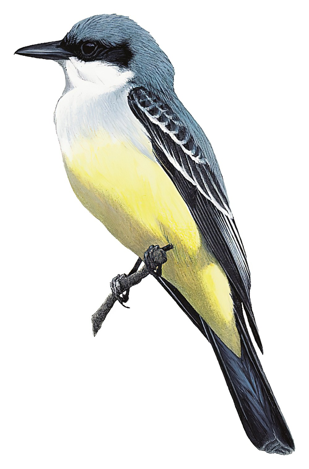 Snowy-throated Kingbird / Tyrannus niveigularis