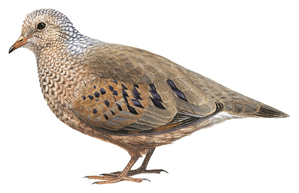 Common Ground Dove / Columbina passerina
