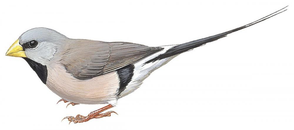 Long-tailed Finch / Poephila acuticauda