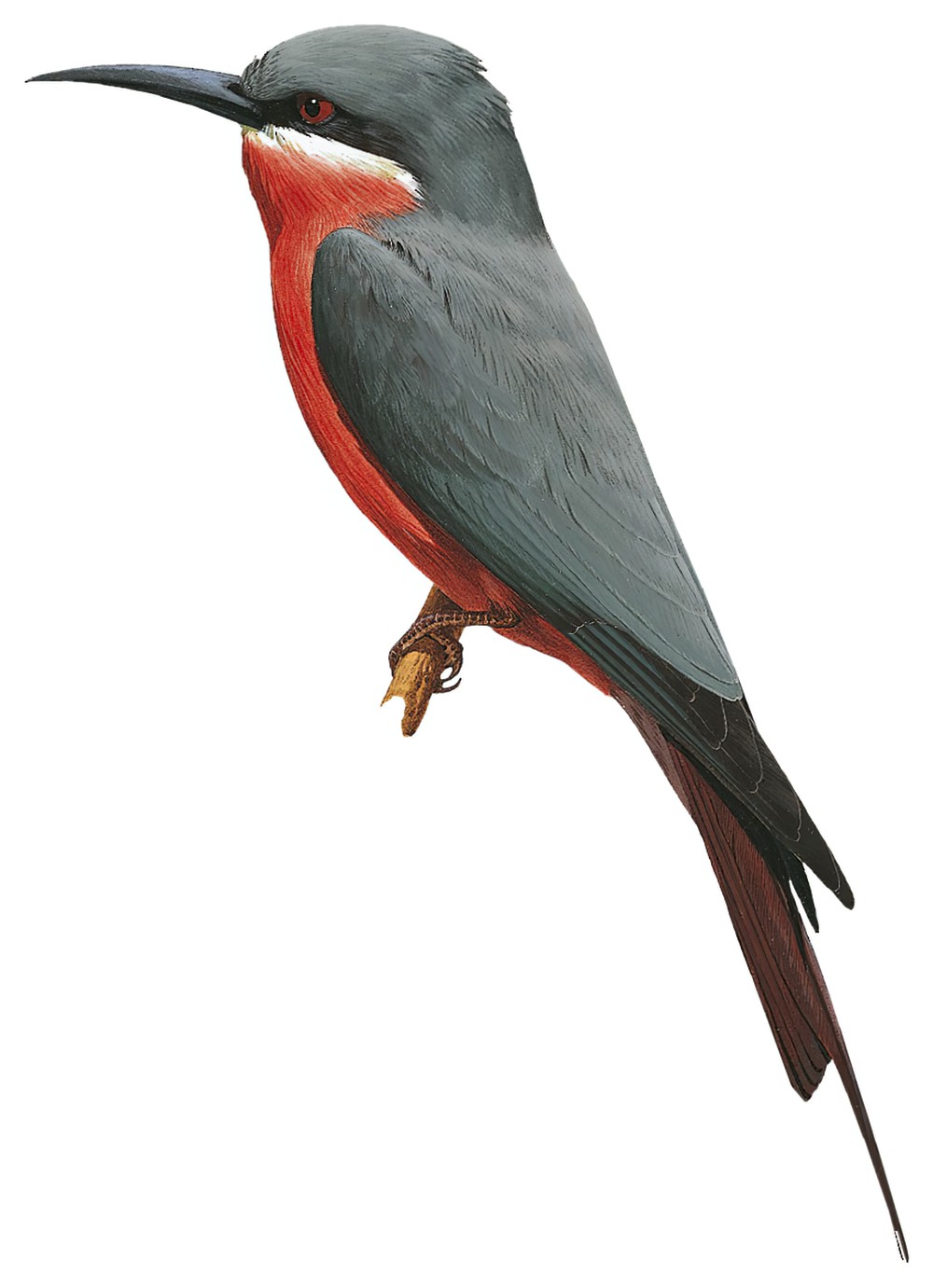 Rosy Bee-eater / Merops malimbicus