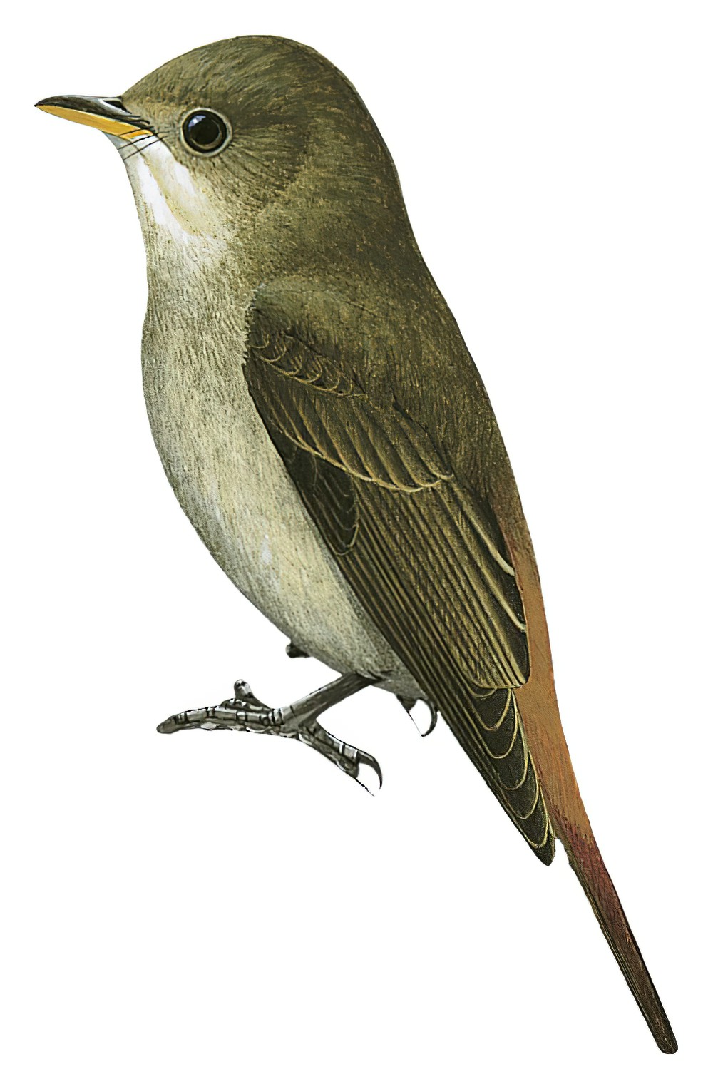 Rusty-tailed Flycatcher / Ficedula ruficauda