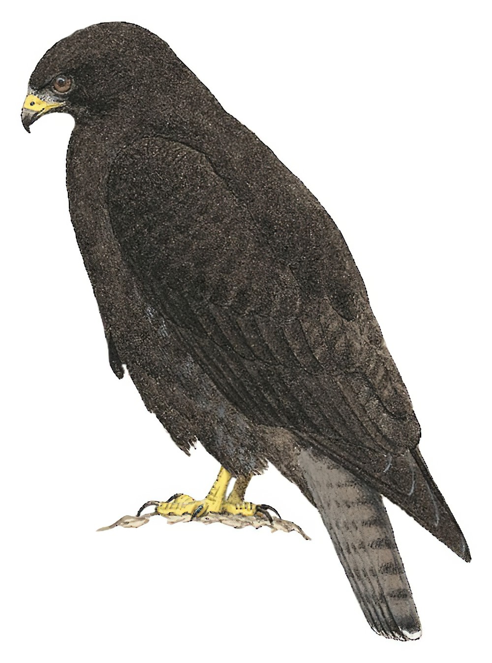 Rufous-tailed Hawk / Buteo ventralis
