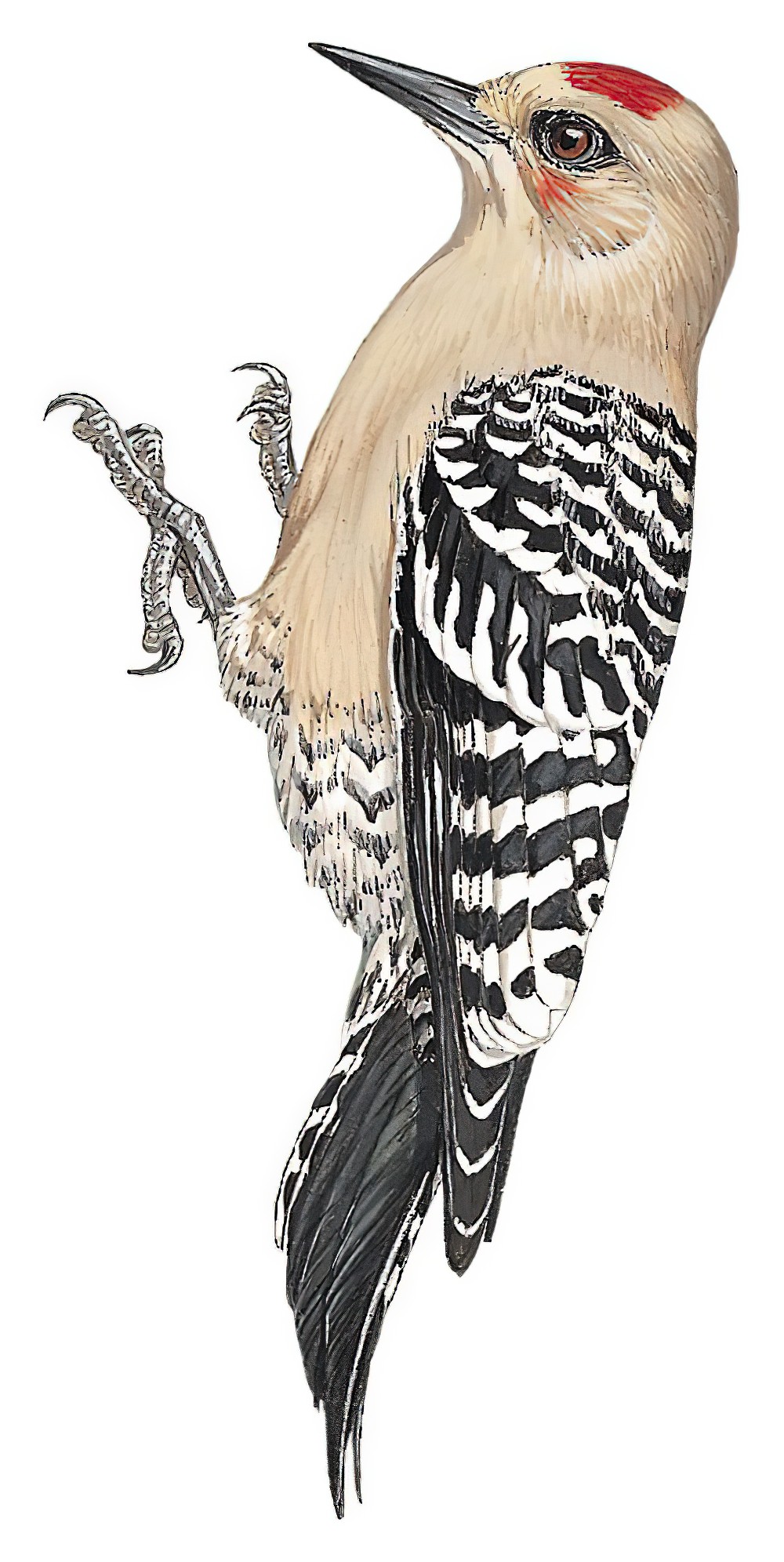 Gray-breasted Woodpecker / Melanerpes hypopolius