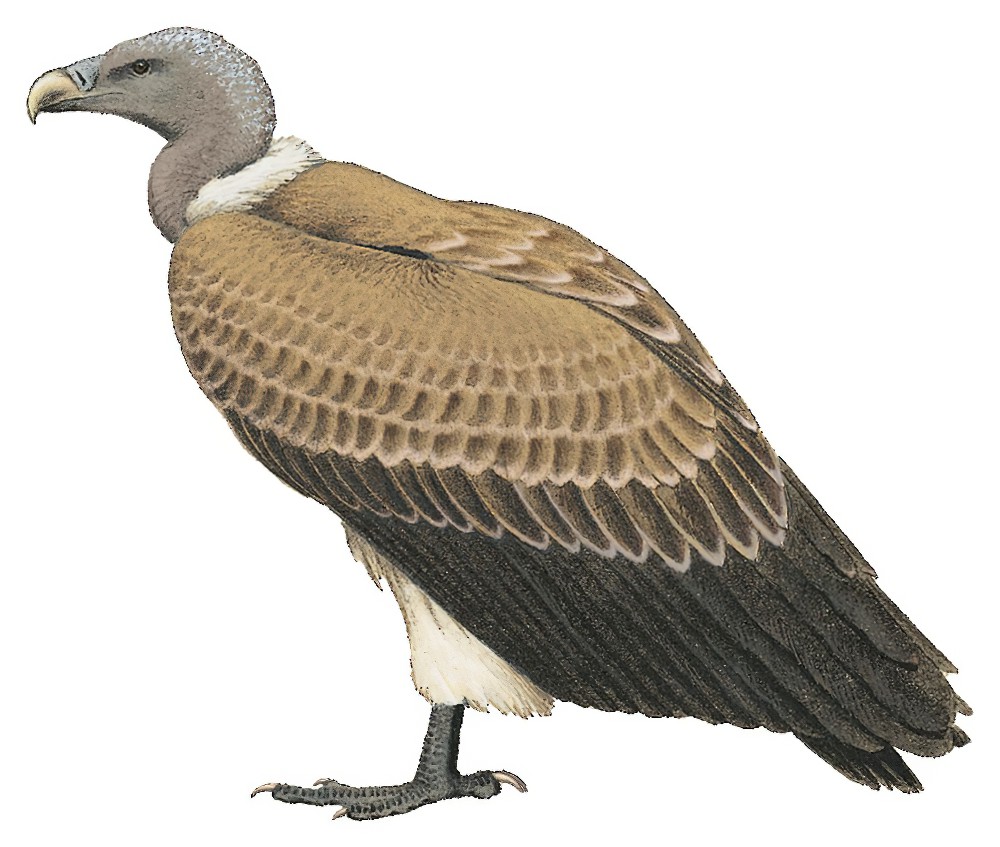 Indian Vulture / Gyps indicus