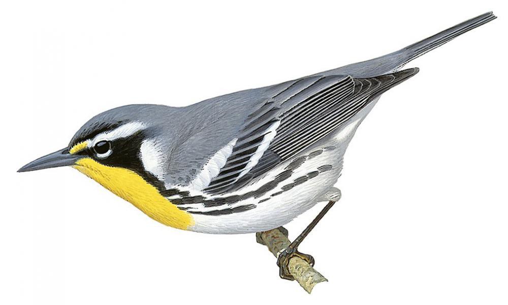 Yellow-throated Warbler / Setophaga dominica