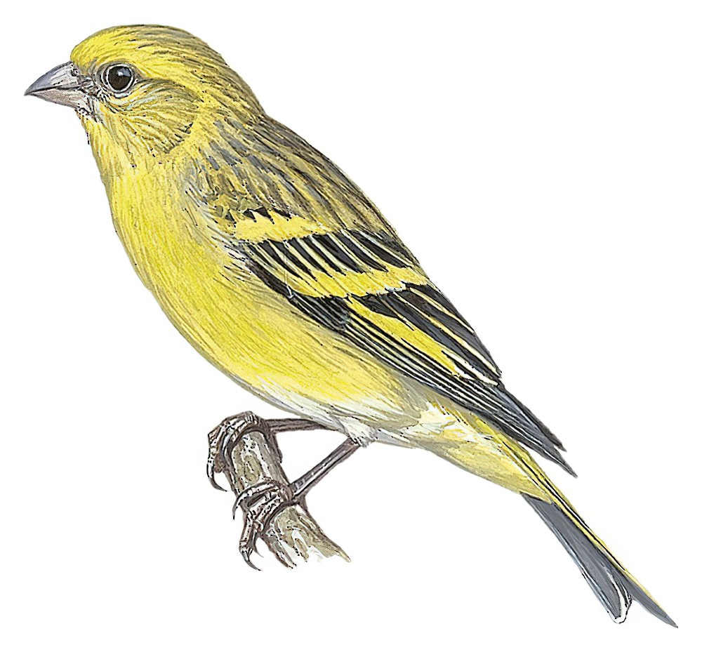 Yellow-crowned Canary / Serinus flavivertex