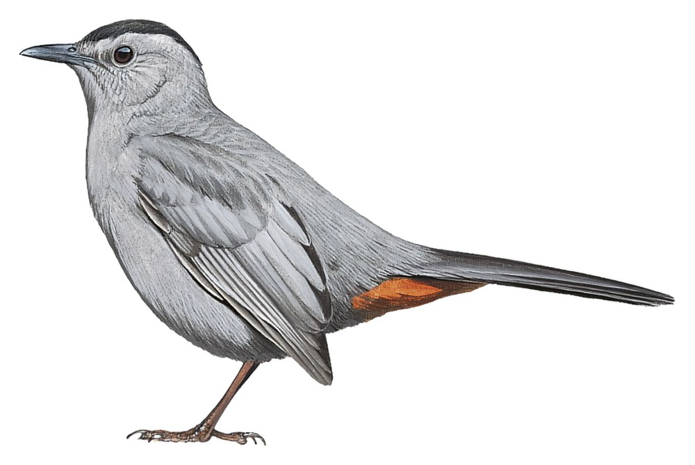 Gray Catbird / Dumetella carolinensis
