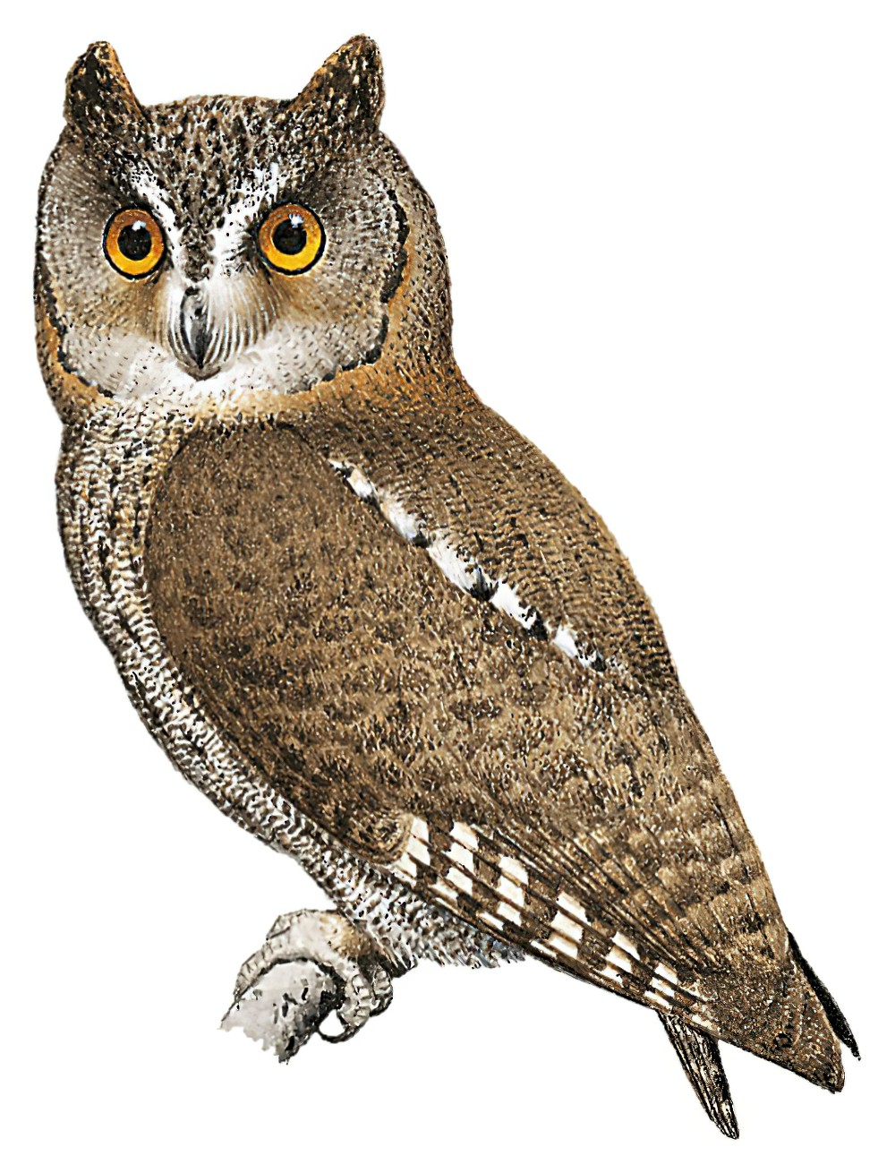 Ryukyu Scops-Owl / Otus elegans