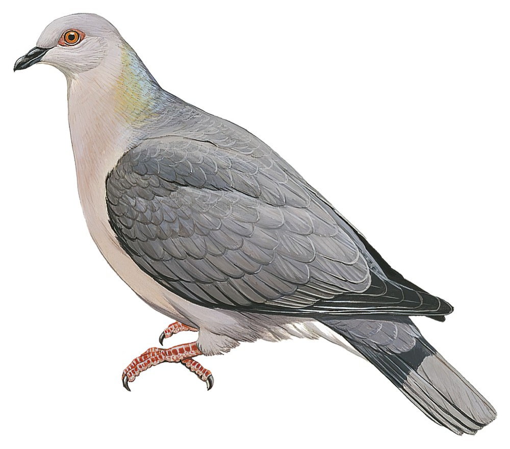 Ring-tailed Pigeon / Patagioenas caribaea