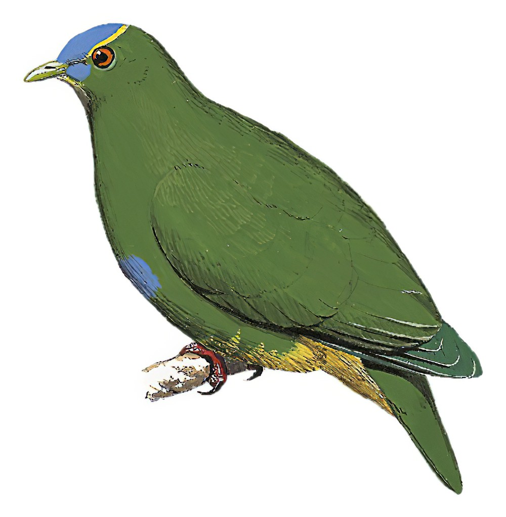 Blue-capped Fruit-Dove / Ptilinopus monacha