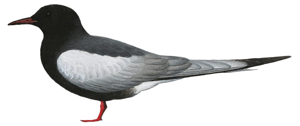 White-winged Tern / Chlidonias leucopterus